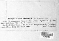 Discula sanguisorbae image